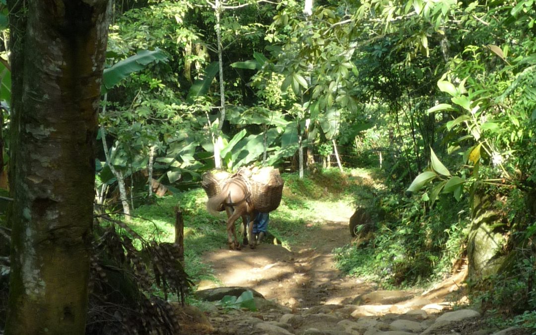 Curta Agroecologia: vídeos de experiências que dão certo
