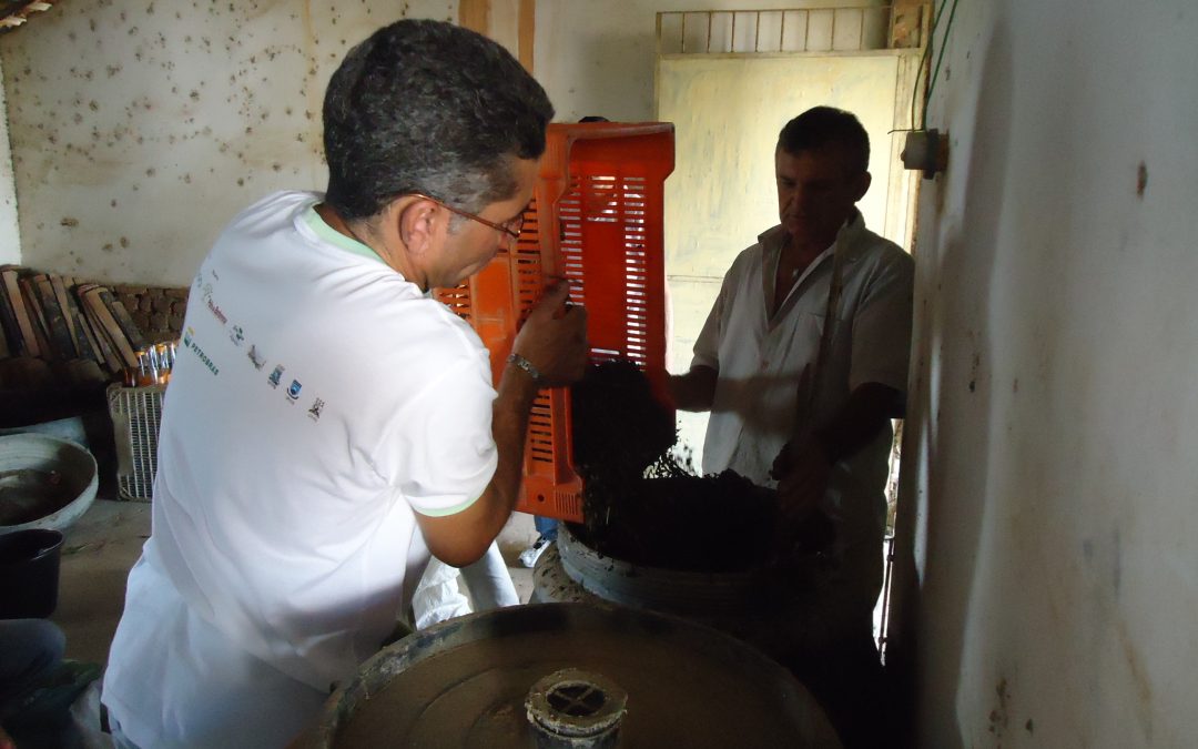 Famílias agricultoras retomam cultivo da batatinha no Agreste da Borborema