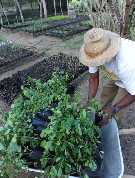 Rede de viveiros do Polo da Borborema prepara o plantio de 100 mil mudas