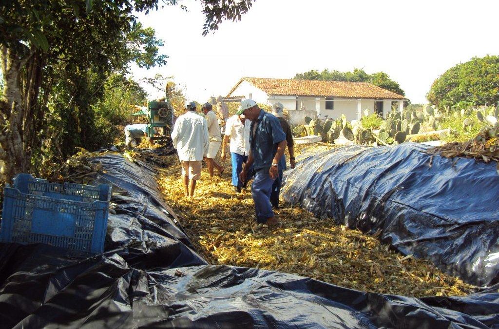 Estratégias de Convivência com a Seca e a Cochonilha do Carmim serão temas de Seminário sobre Criação Animal em Lagoa Seca-PB