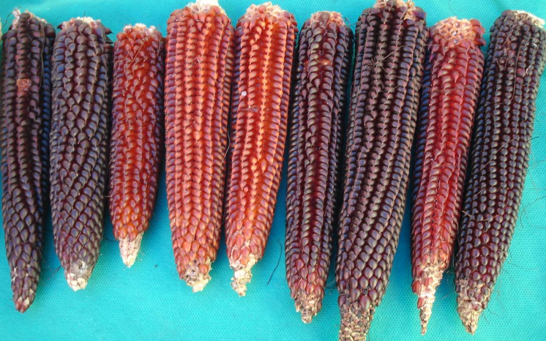 Seminário em Lagoa Seca-PB discutirá os transgênicos e a ameaça à agrobiodiversidade