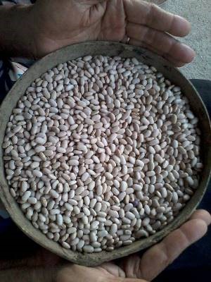 A alimentação adequada começa com a escolha da semente para plantio