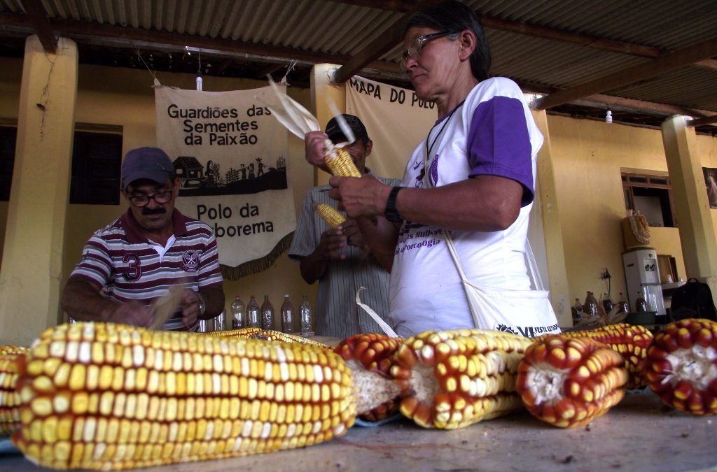 Agricultores do Polo da Borborema participam de Formação Territorial sobre Seleção, Produção e Multiplicação de Sementes em Alagoa Nova-PB