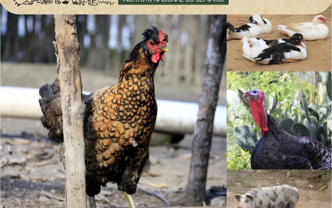 Evento em Campina Grande-PB debaterá o papel das Raças Nativas na Agricultura Familiar Agroecológica e na conservação da biodiversidade