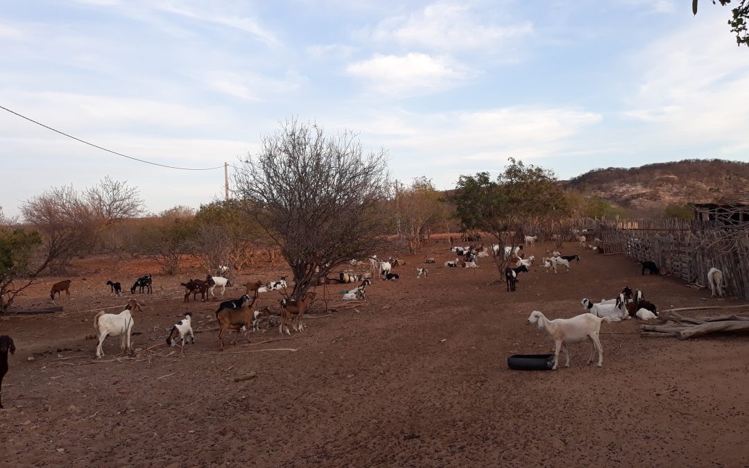 Governo da Bahia publica estudos sobre agricultura familiar com base no método Lume
