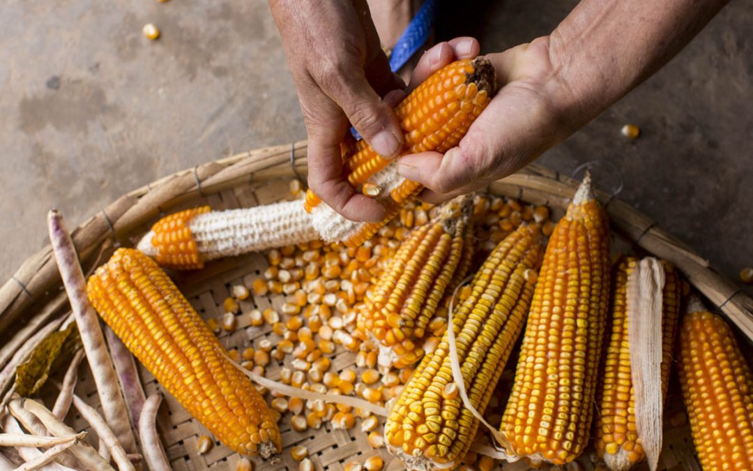 “Estamos plantando as sementes das sementes crioulas” 
