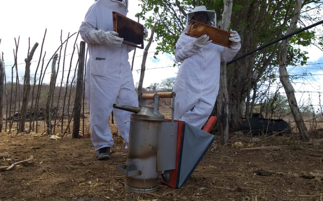 Jovens da Borborema estão encontrando caminhos para permanecer no meio rural por meio da apicultura