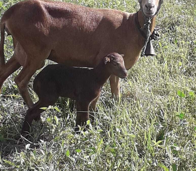 No território da Borborema, AS-PTA e Polo lutam para conservar a ovelha Morada Nova e dispersá-la no território