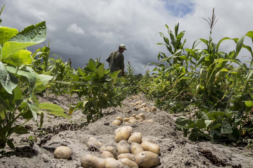 Pesquisa participativa realizada pela UEPB aponta resultados promissores na produção de batatas sementes por meio da técnica do broto