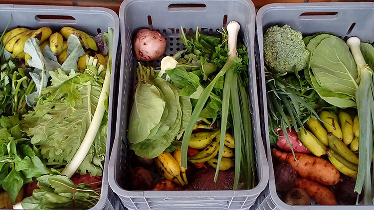 Mapeamento de experiências em comida de verdade destaca aprendizados essenciais sobre o abastecimento alimentar no Brasil