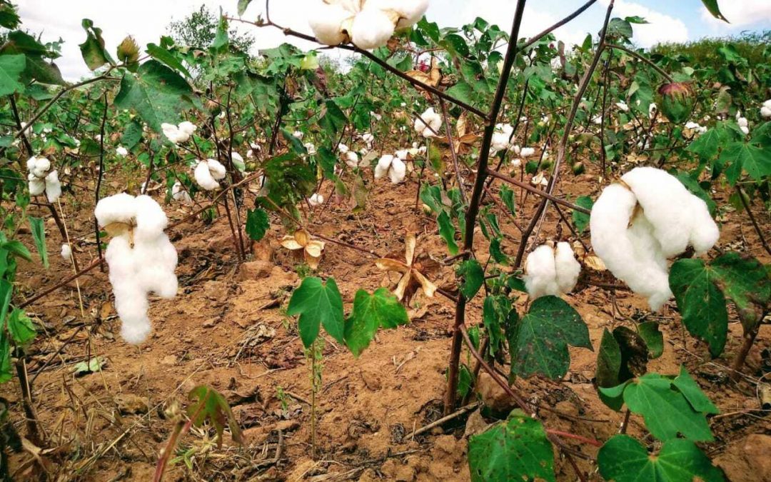 “Chovendo abaixo da média é o algodão quem salva”, assegura agricultor agroecológico