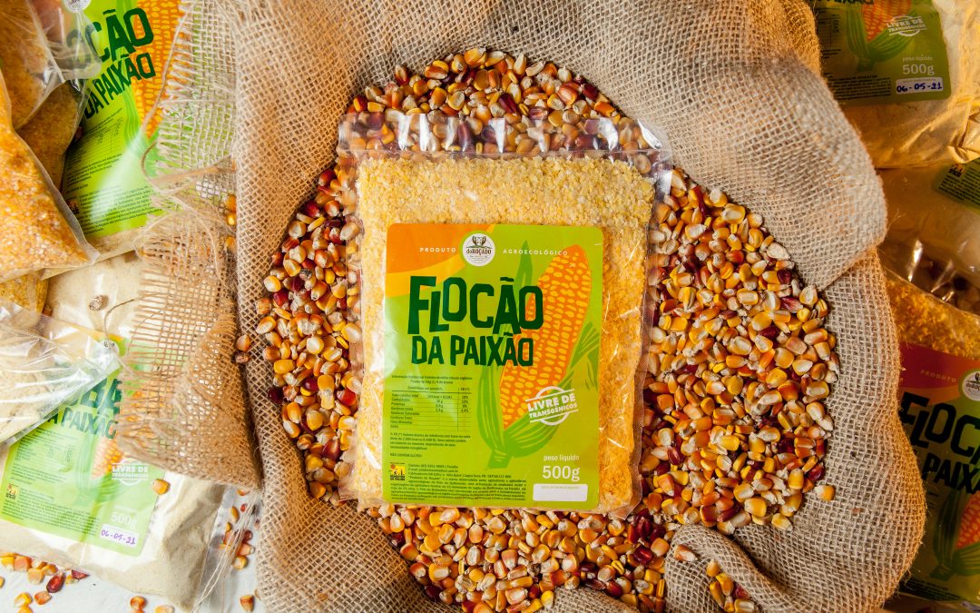 Semente crioula gera comida de verdade: experiências de beneficiamento do milho livre de transgênicos e agrotóxicos no Nordeste