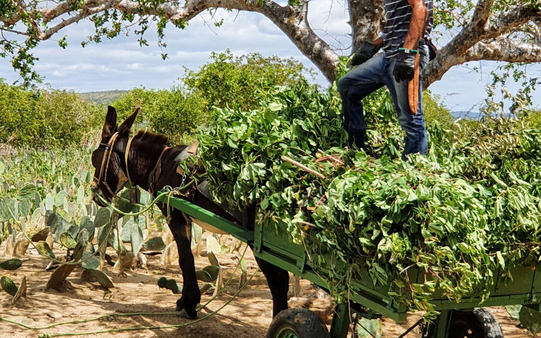 Inverno fraco de 2021 reforça necessidade de estratégias diversificadas para manter as criações na Borborema paraibana