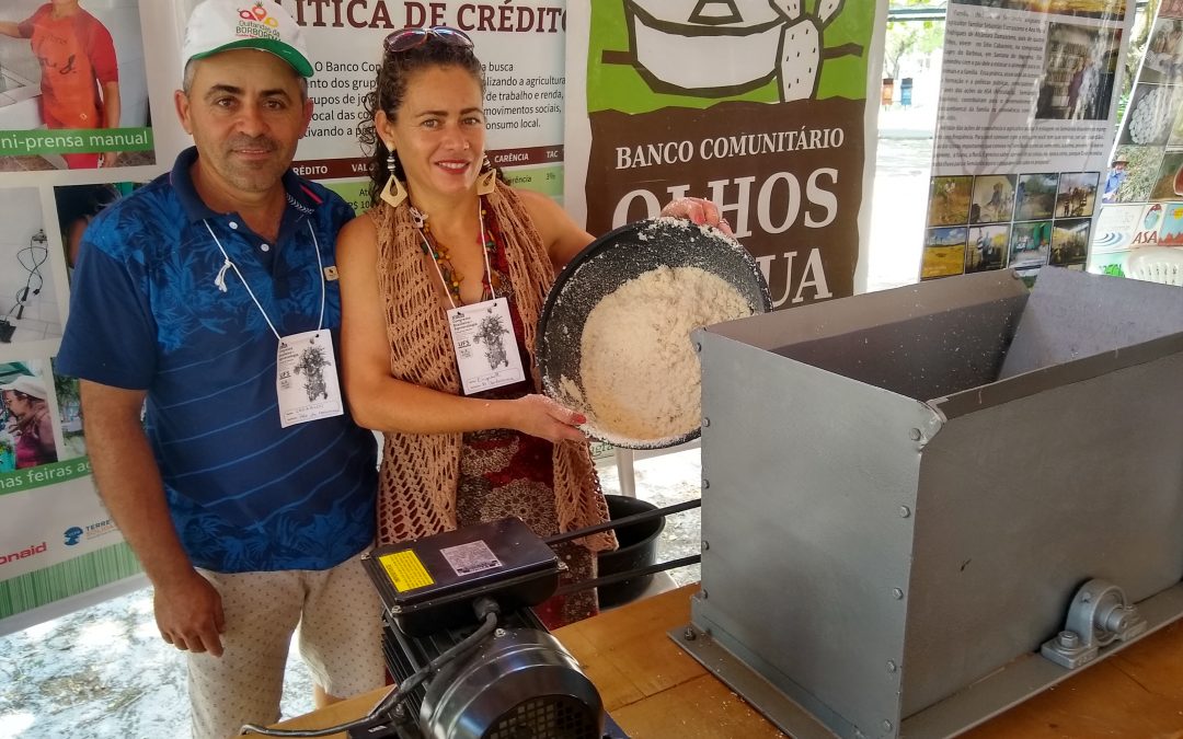 Na Borborema paraibana, muito empenho no resgate do cultivo da mandioca pelas famílias agricultoras