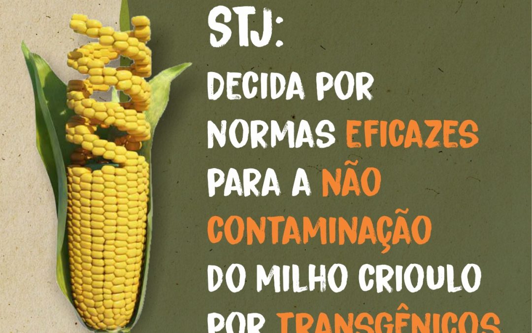 STJ pode julgar nesta terça-feira (07) ação que questiona insuficiência de norma para evitar contaminação transgênica de sementes crioulas de milho